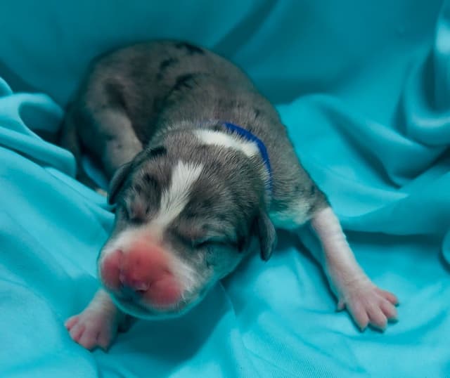 Great Dane Puppies media 12