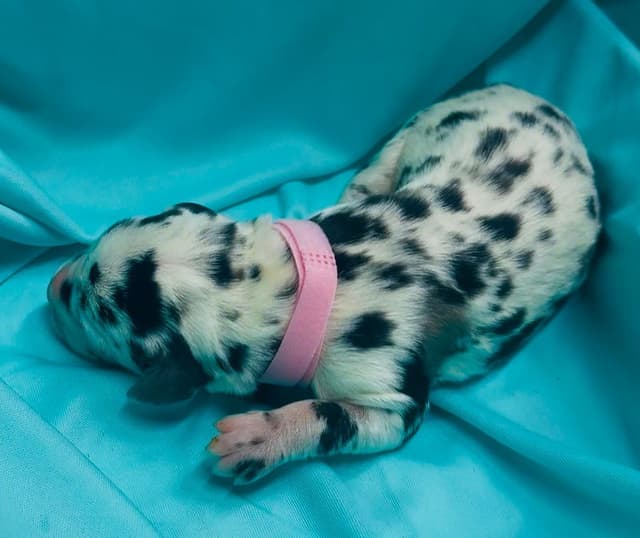 Great Dane Puppies media 16