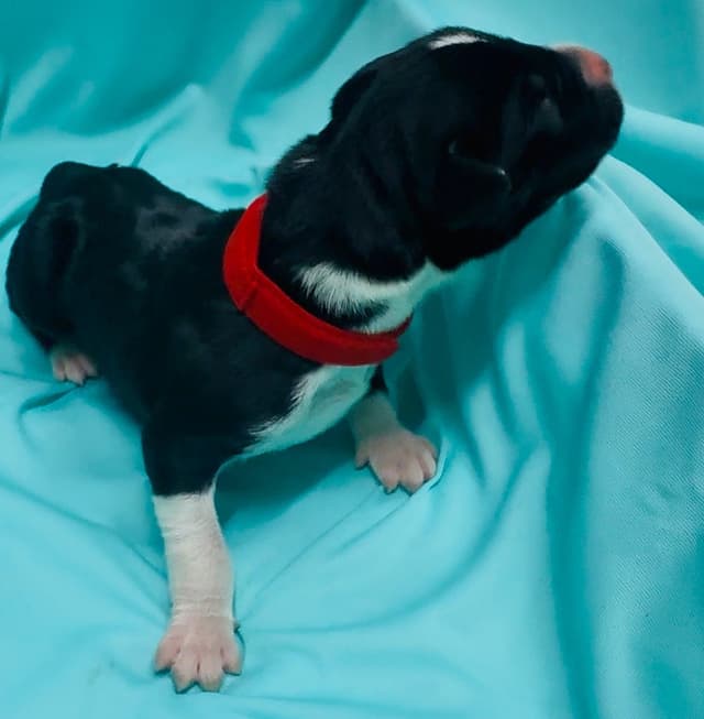 Great Dane Puppies media 18