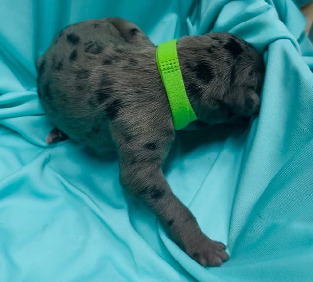 Great Dane Puppies media 13