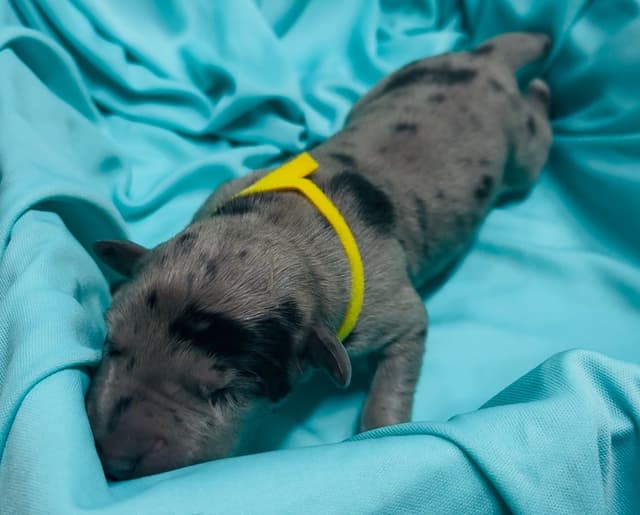 Great Dane Puppies media 17
