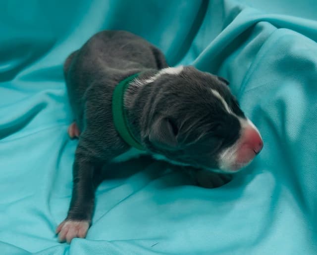 Great Dane Puppies media 19