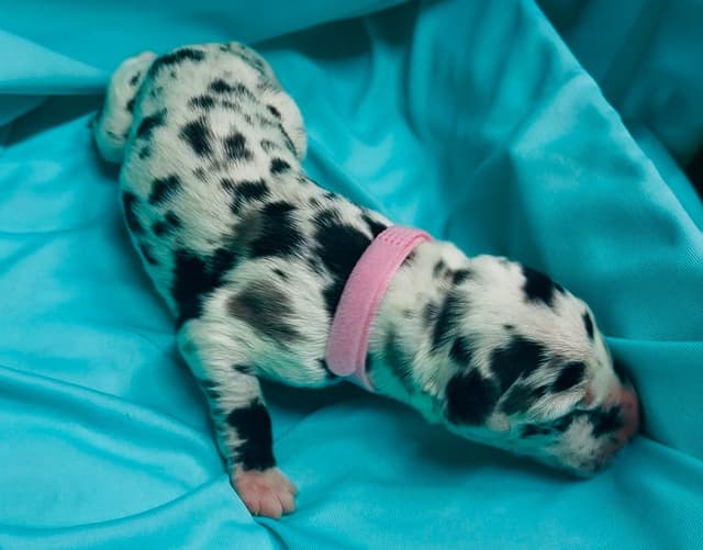 Great Dane Puppies media 15