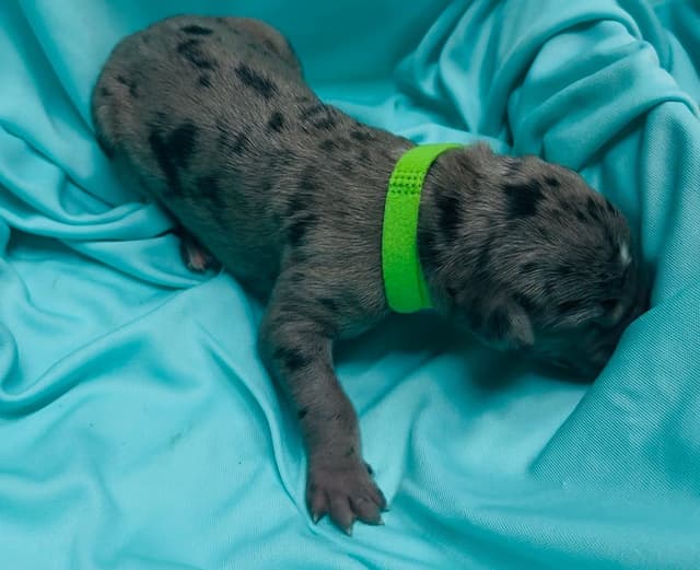 Great Dane Puppies media 14