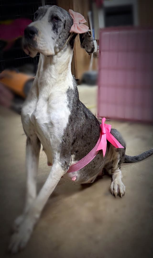 Great Dane Puppies media 22