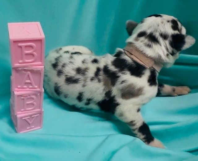 Great Dane Puppies media 23
