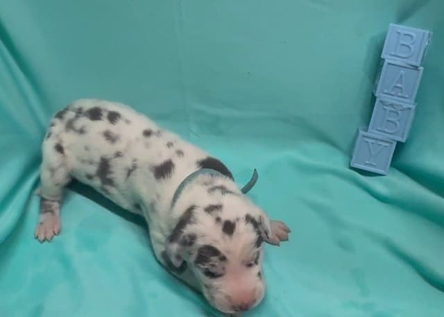 Great Dane Puppies media 24