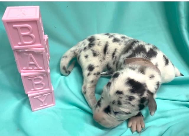 Great Dane Puppies media 5