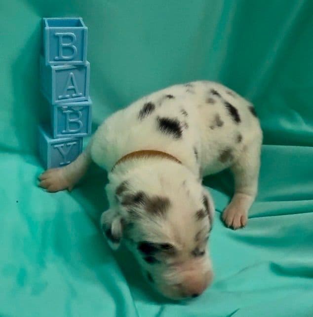 Great Dane Puppies media 26