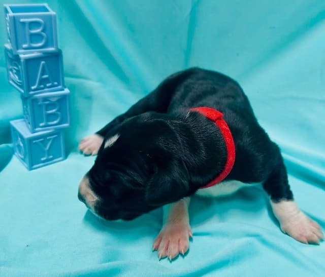Great Dane Puppies media 7