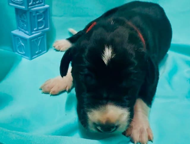 Great Dane Puppies media 25