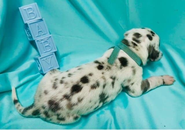 Great Dane Puppies media 27