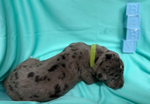 Great Dane Puppies media 28