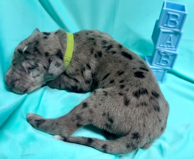 Great Dane Puppies media 29