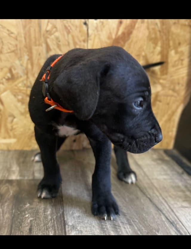 Great Dane Puppies media 4