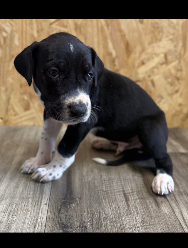 Great Dane Puppies media 3