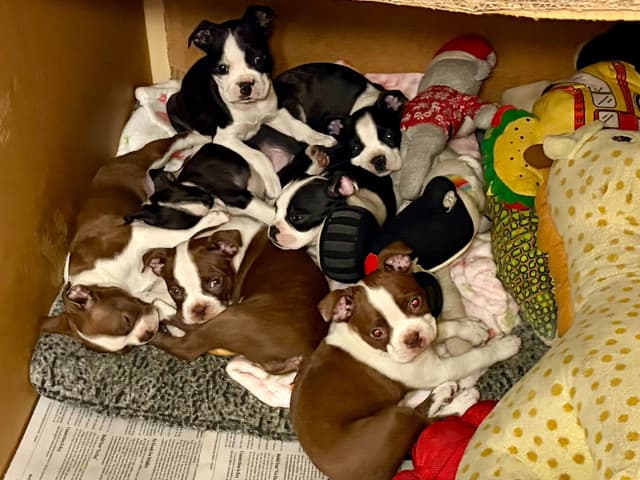 Boston Terrier Puppies media 2