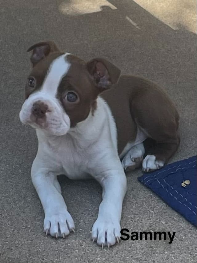 Boston Terrier Puppies media 6