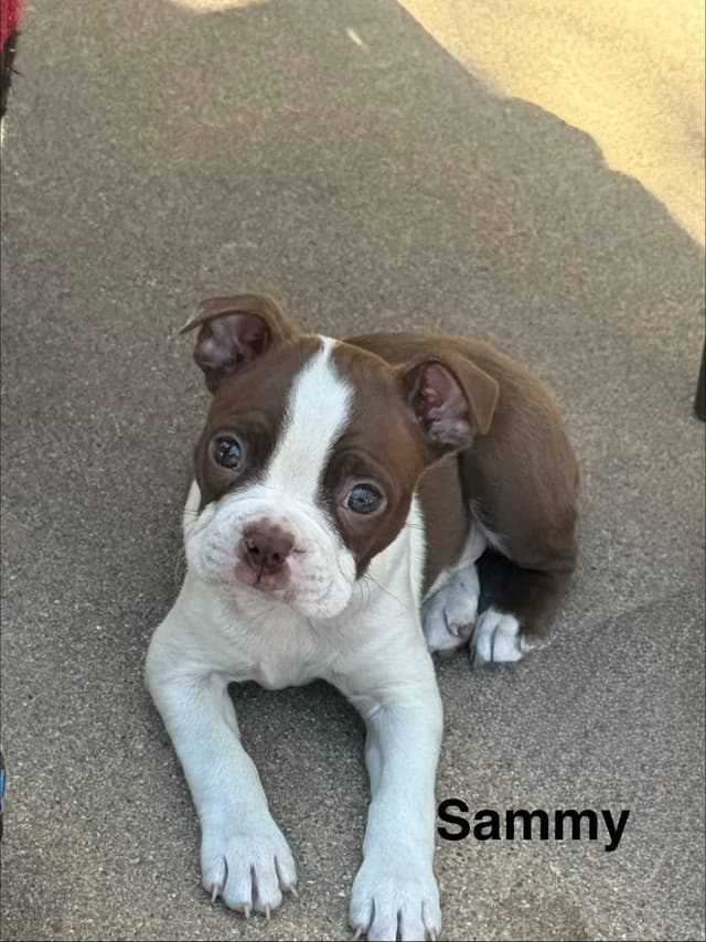 Boston Terrier Puppies media 7