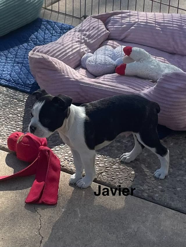 Boston Terrier Puppies media 9