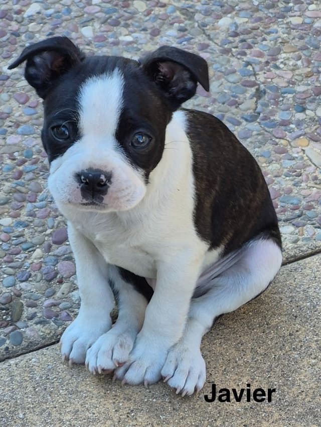 Boston Terrier Puppies media 10