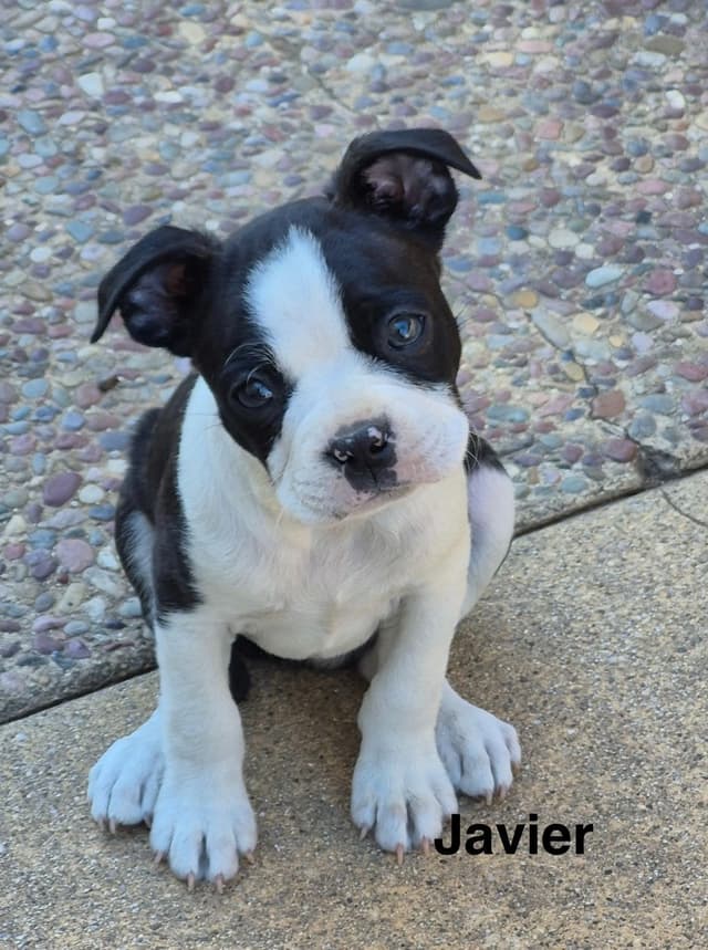 Boston Terrier Puppies media 11