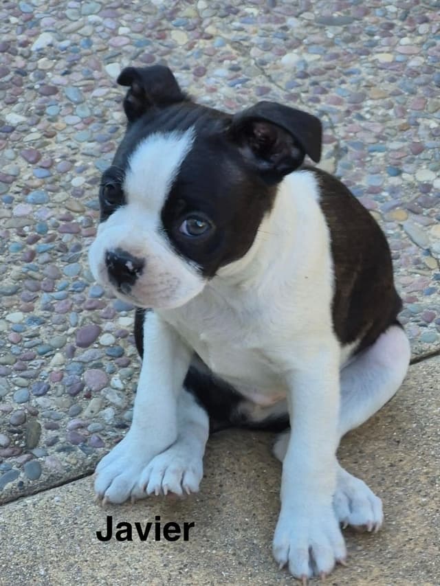 Boston Terrier Puppies media 12