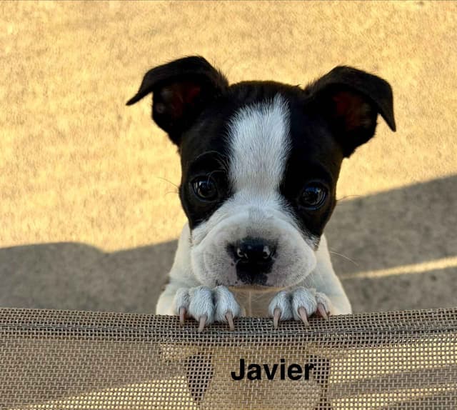 Boston Terrier Puppies media 13