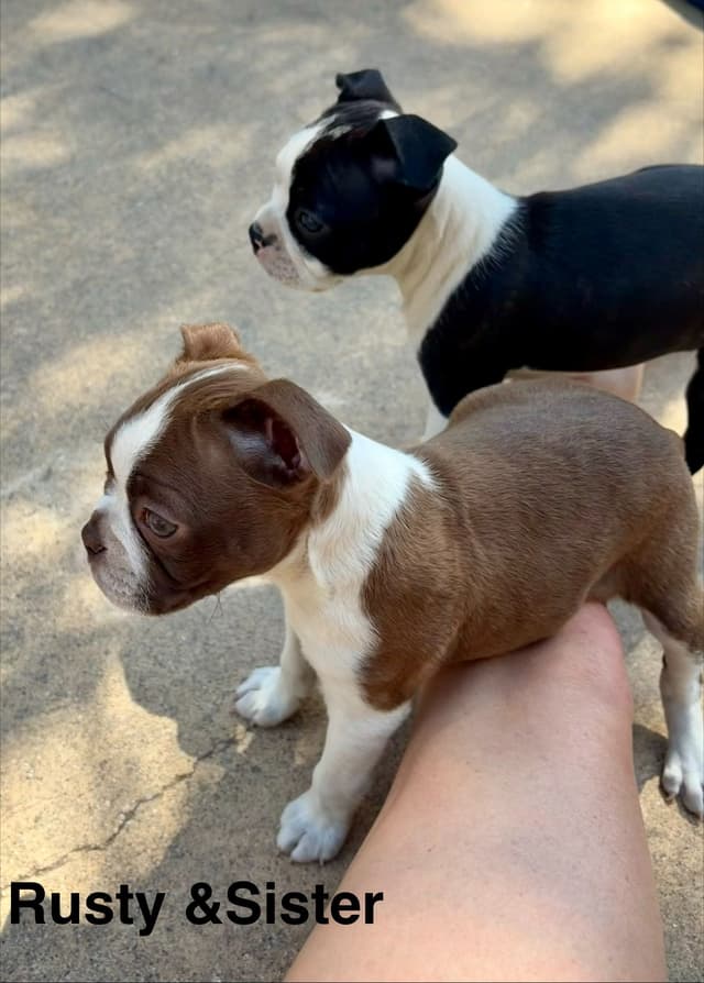 Boston Terrier Puppies media 14