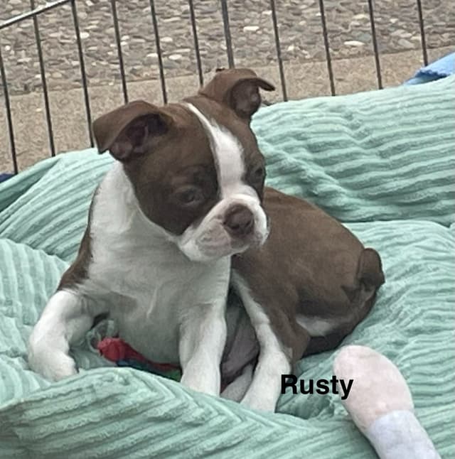 Boston Terrier Puppies media 15