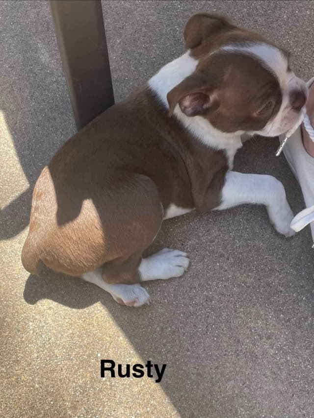Boston Terrier Puppies media 16