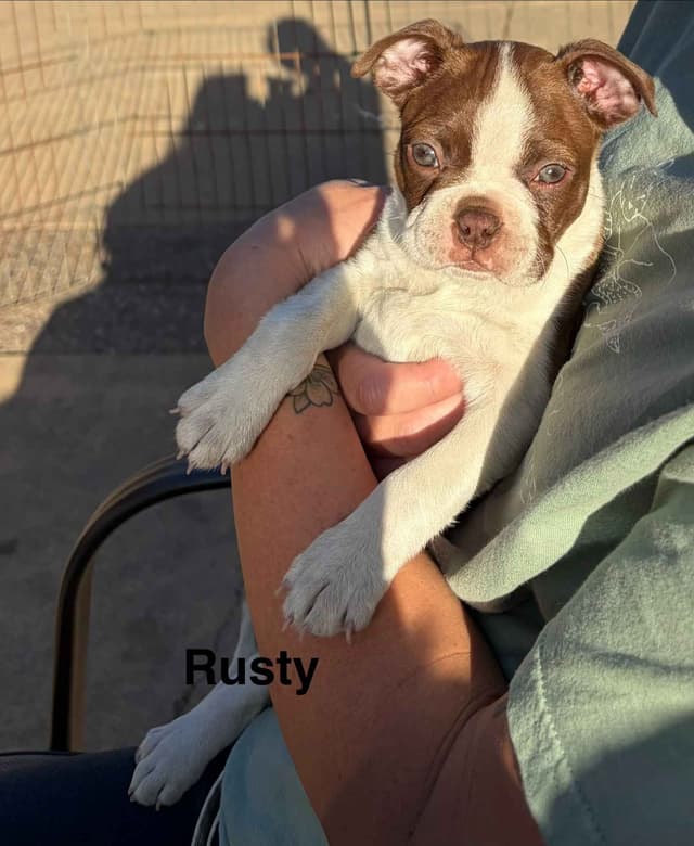 Boston Terrier Puppies media 17
