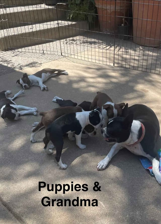 Boston Terrier Puppies media 18