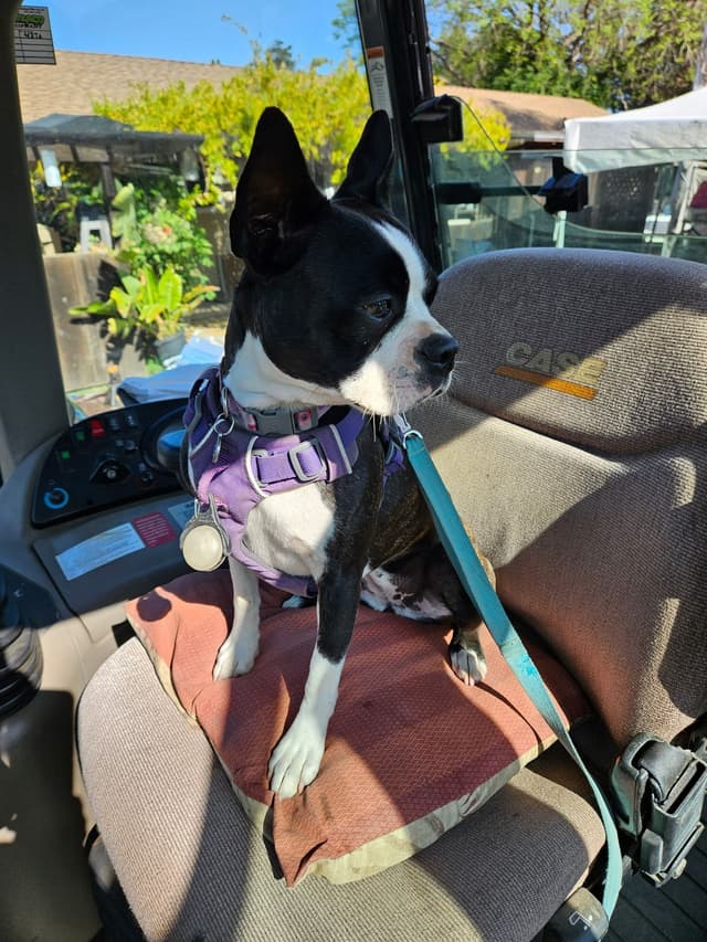 Boston Terrier Puppies media 19