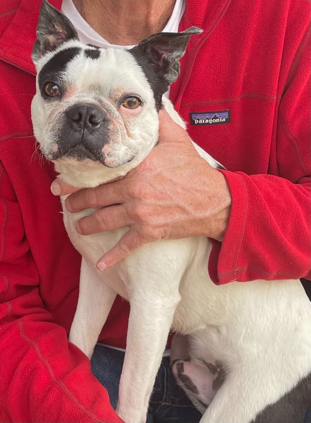Boston Terrier Puppies media 20