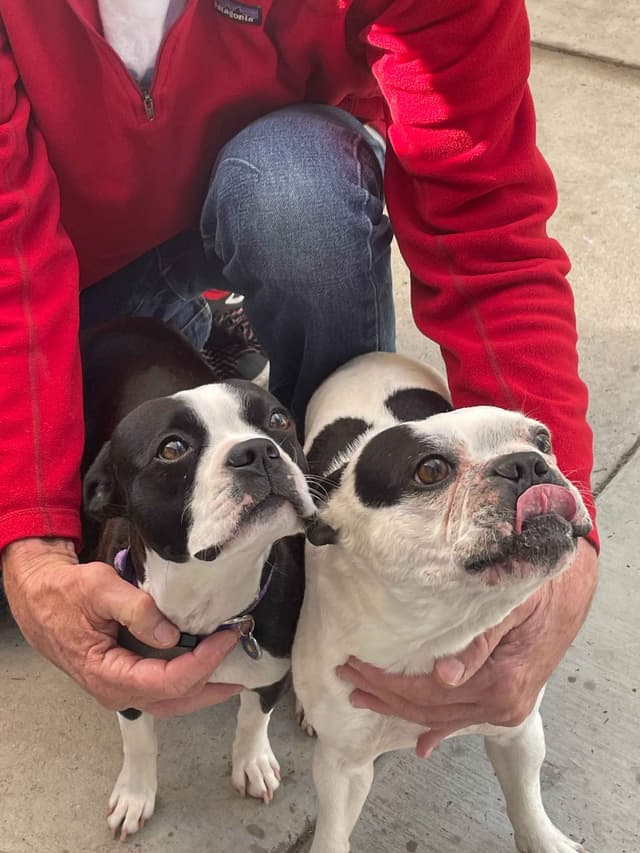 Boston Terrier Puppies media 21