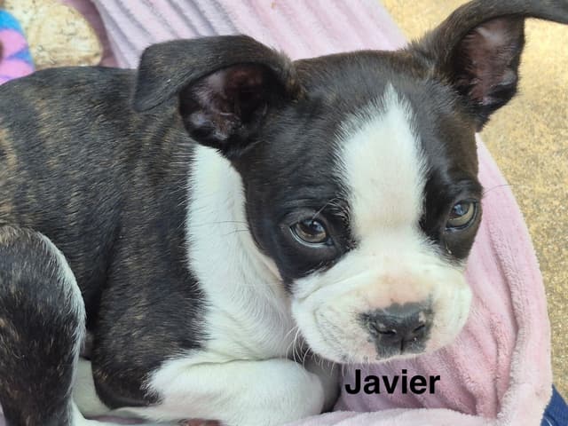 Boston Terrier Puppies media 22