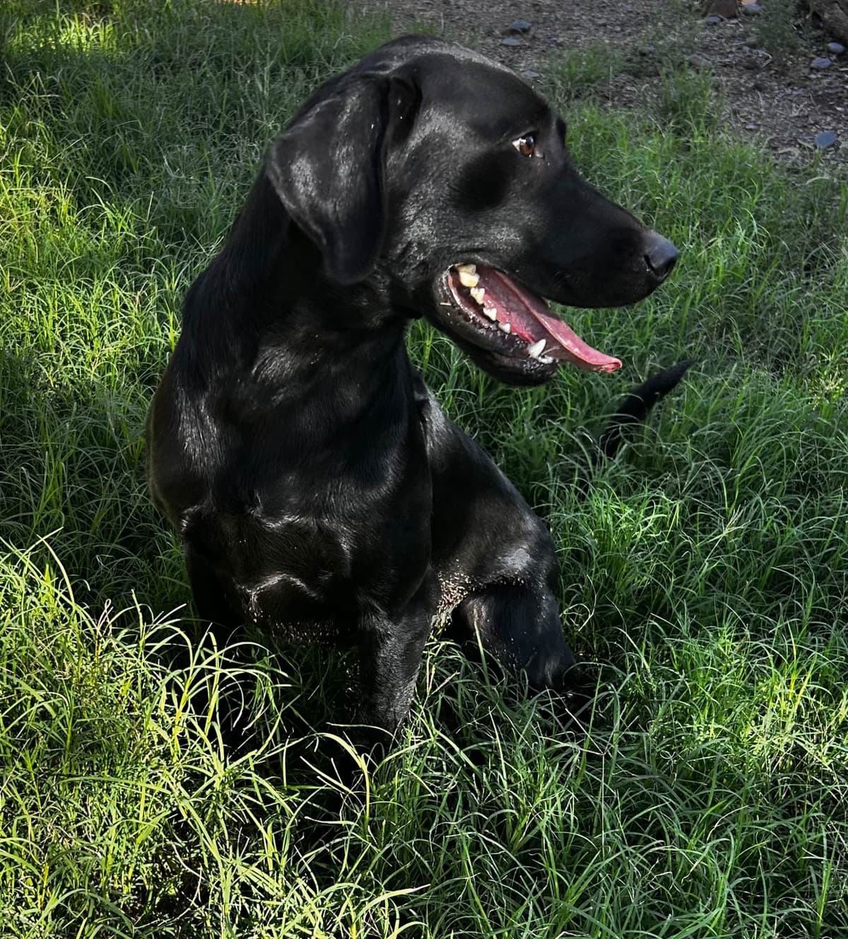 Labrador Retriever Puppies breeder image 5