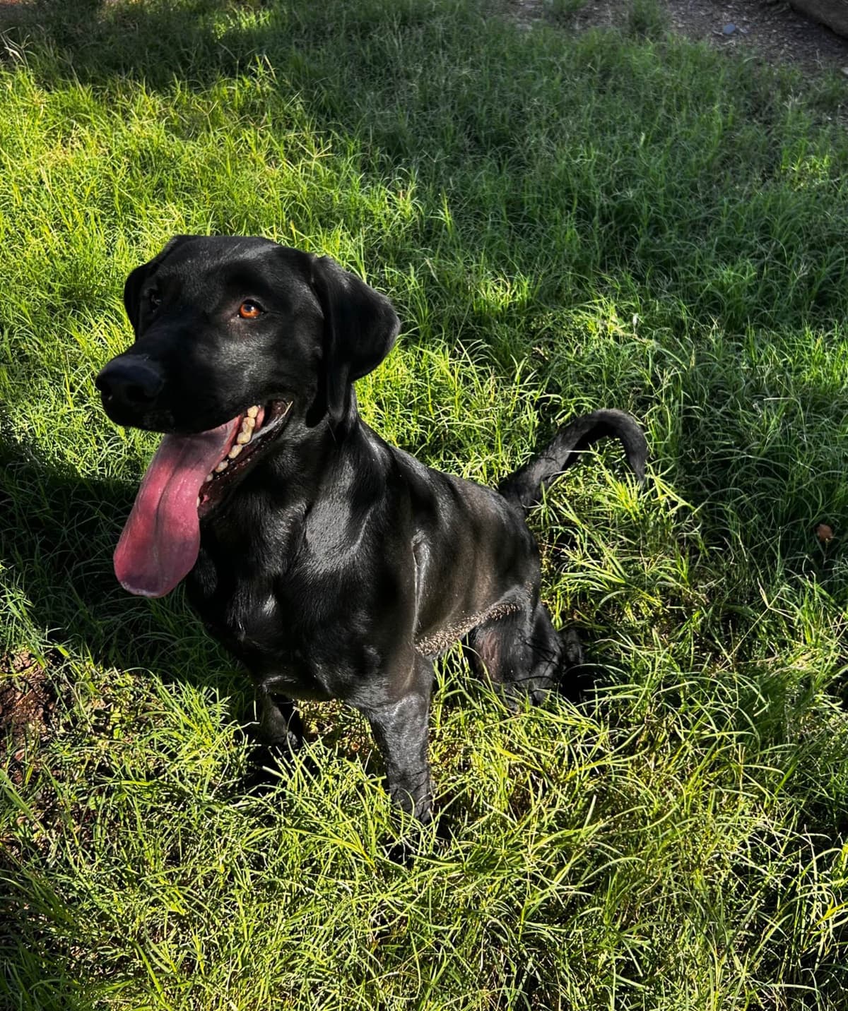 Labrador Retriever Puppies breeder image 6