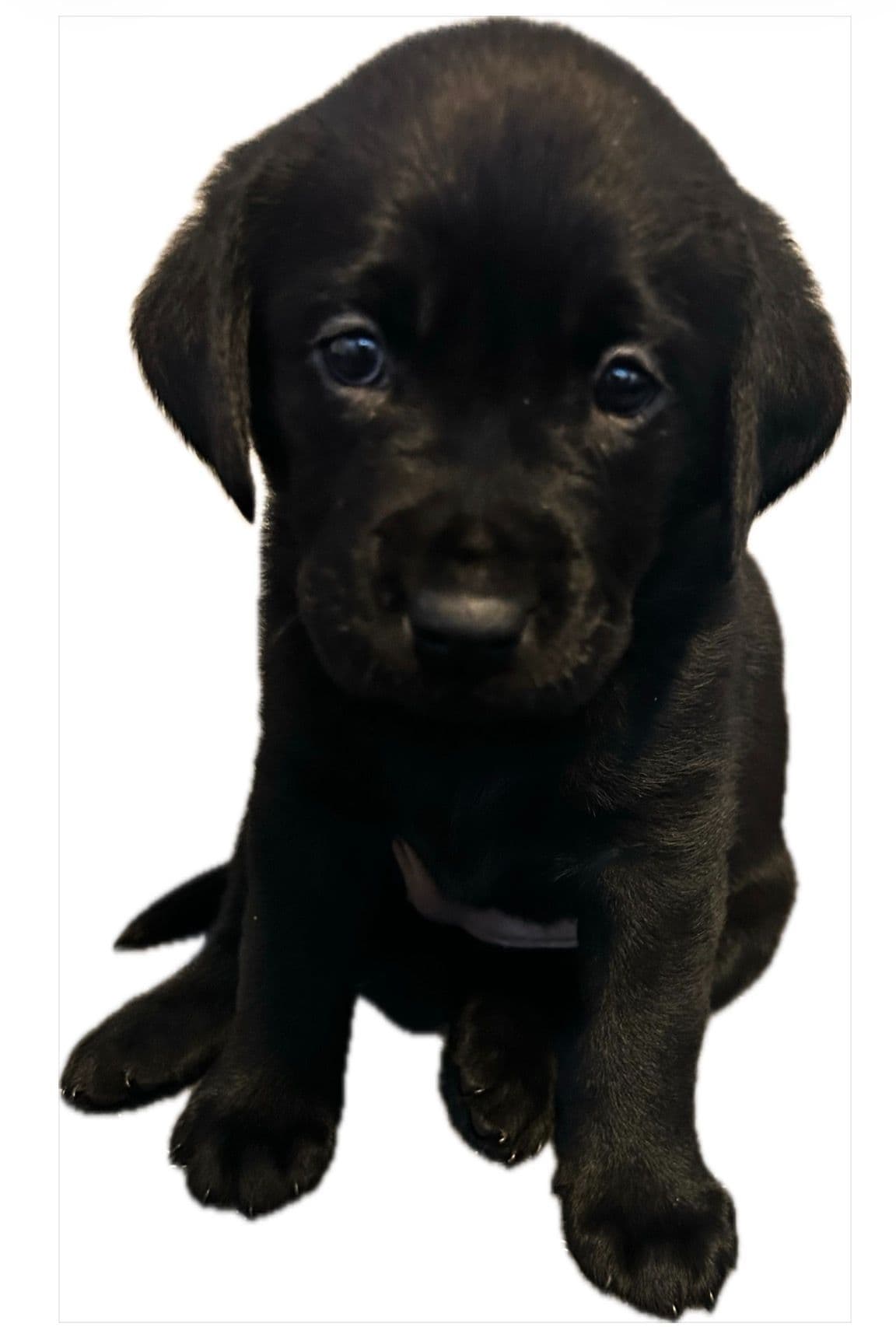 Labrador Retriever Puppies breeder image 7