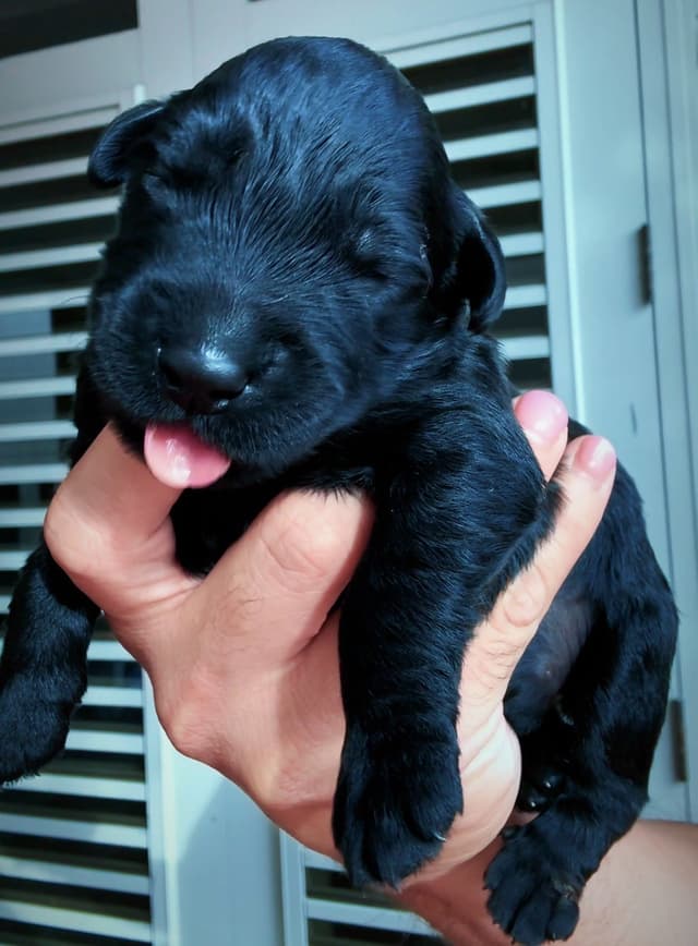 Giant Schnauzer Puppies media 5