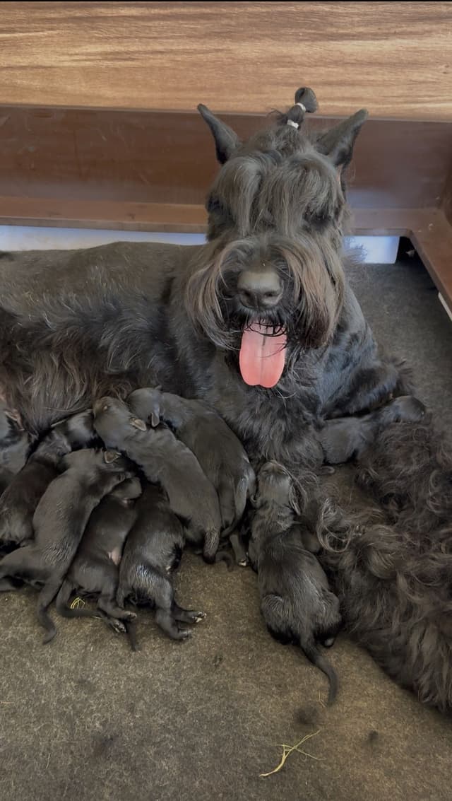 Giant Schnauzer Puppies media 2
