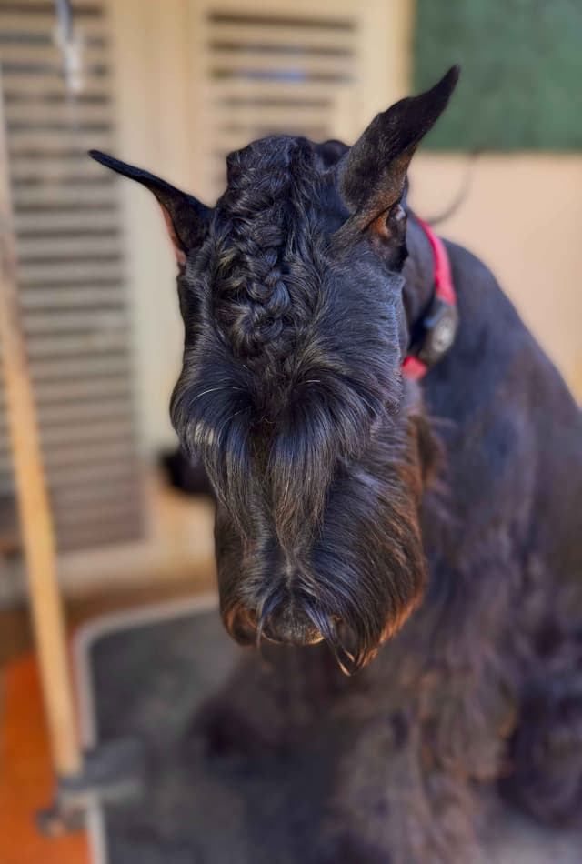 Giant Schnauzer Puppies media 4