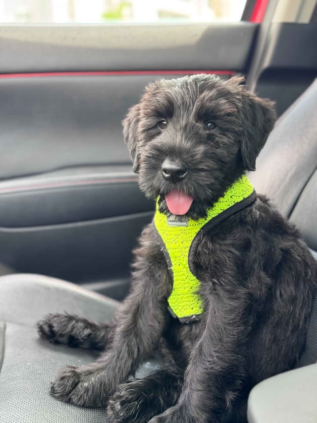 Giant Schnauzer Puppies media 6