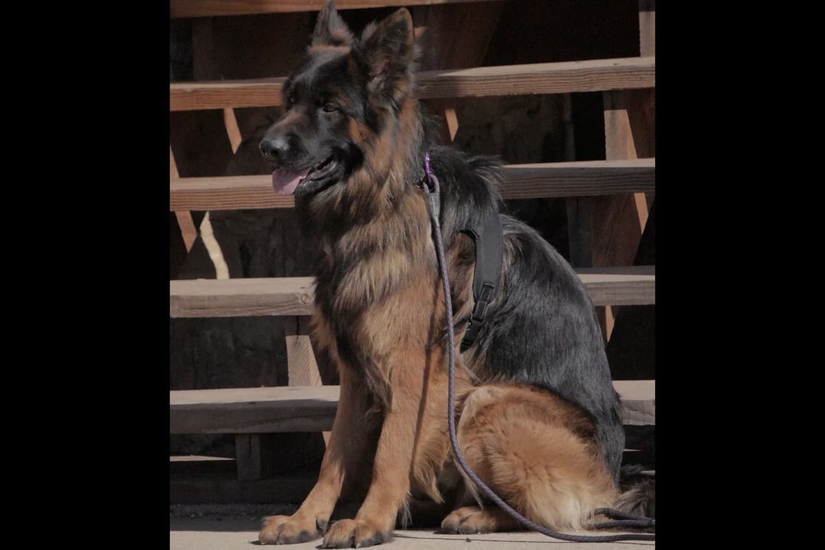 German Shepherd Dog Puppies breeder image 1
