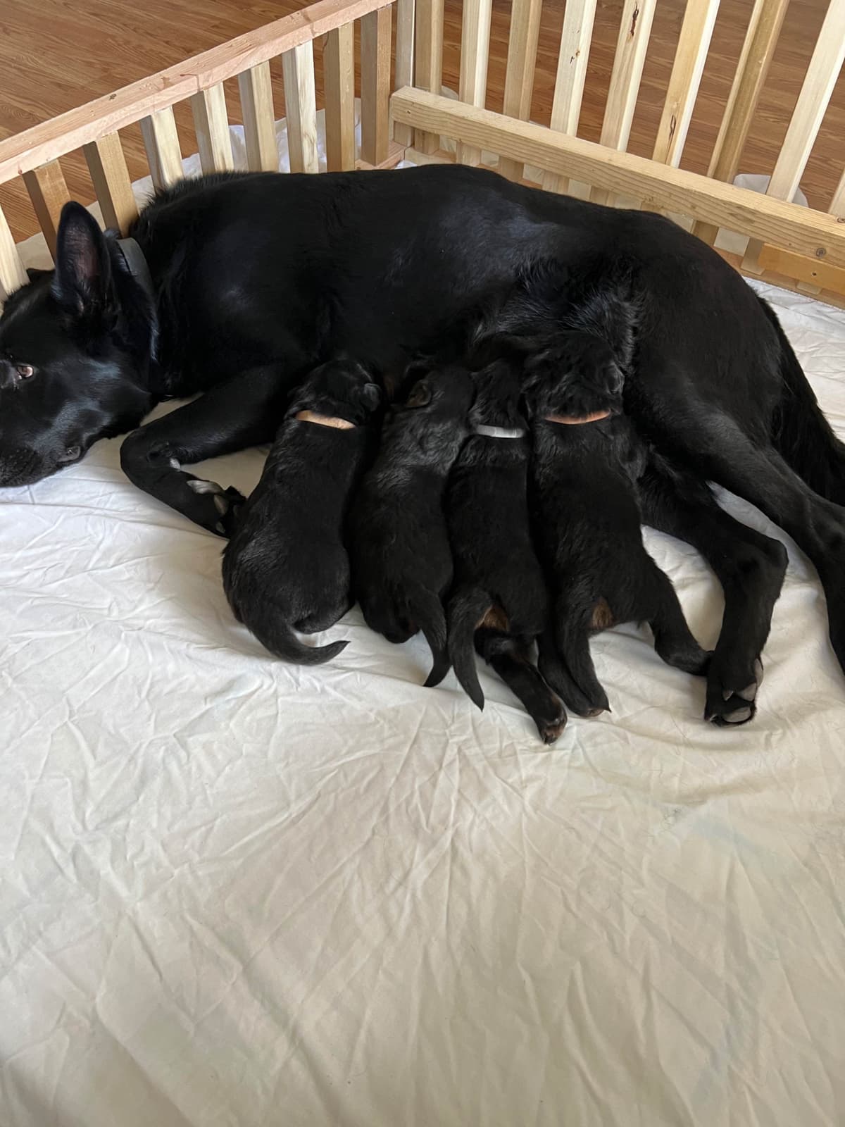 German Shepherd Dog Puppies breeder image 4