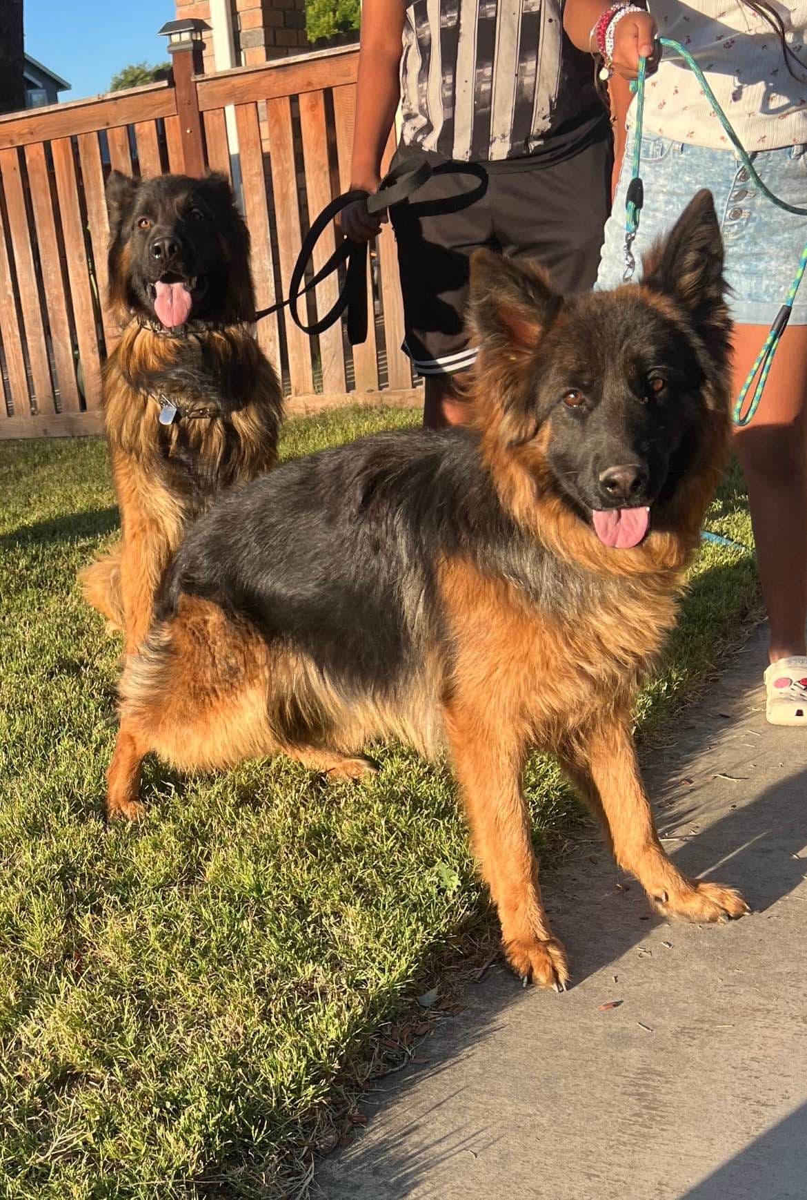 German Shepherd Dog Puppies breeder image 5