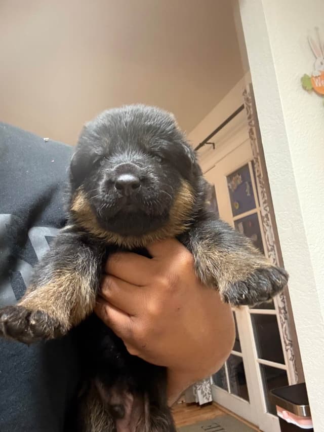 German Shepherd Dog Puppies media 2