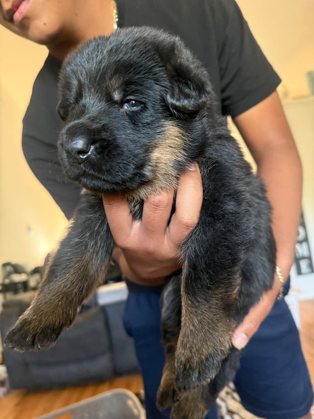 German Shepherd Dog Puppies media 3