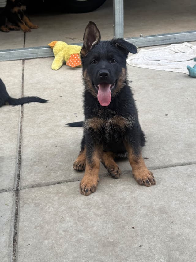 German Shepherd Dog Puppies media 4